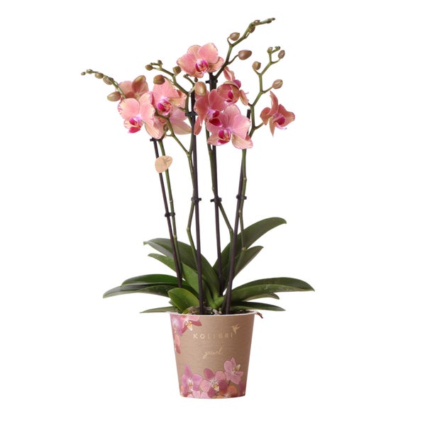 Kolibri Orchideen Orange-Rosa Phalaenopsis Orchidee Jewel Pirate Picotee Topfgröße 12cm frisch vom Züchter