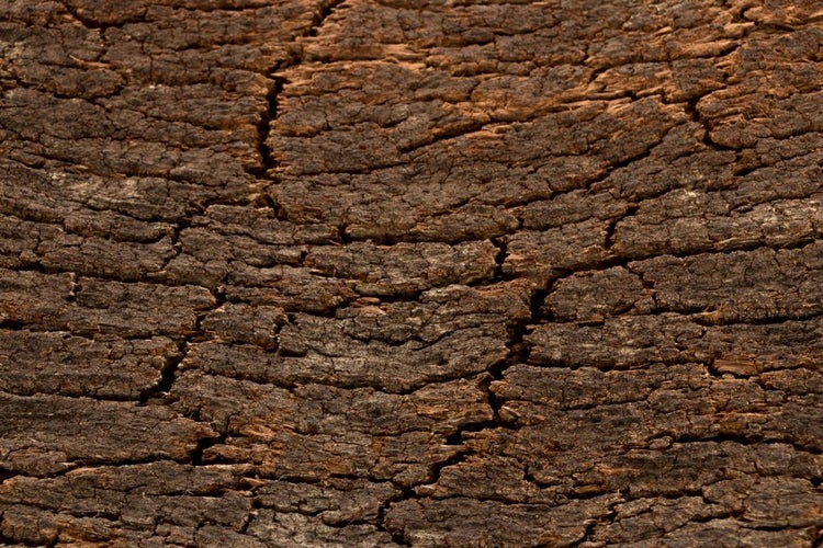Nahaufnahme der Textur einer Wandverkleidung aus Naturkork mit tiefen Rissen und rauer Oberfläche.