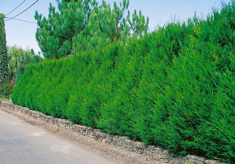 Thuja plicata 'Atrovirens', Lebensbaum, immergrün, 40–60 cm