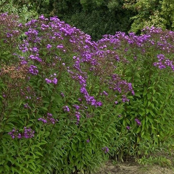 Blühende Raublatt-Aster im Garten.
