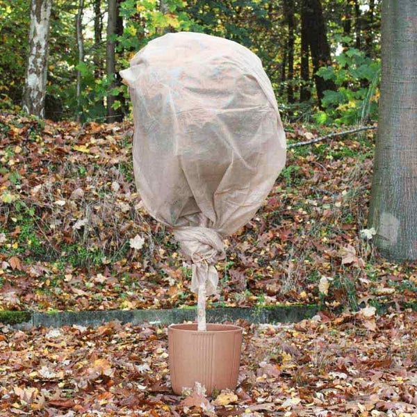 Pflanze im Topf mit Winterschutzvlies im Garten