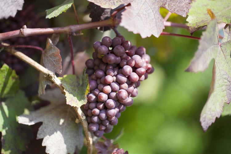 Vitis vinifera 'Piroschka', Weinrebe, 80–100 cm