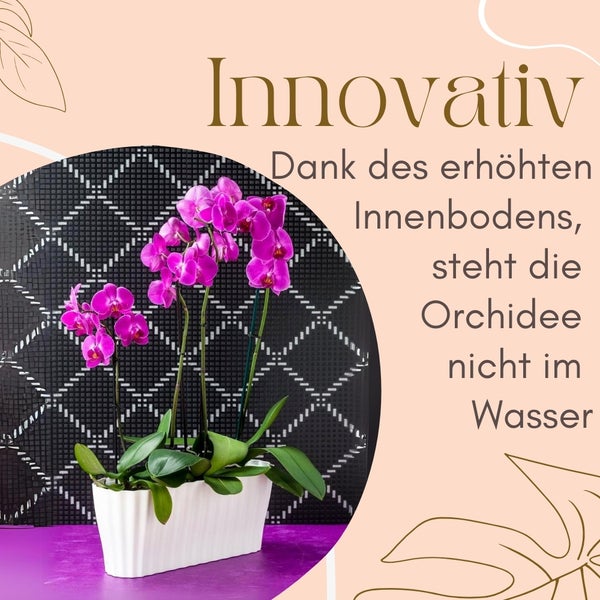Orchidee in einem Topf mit erhöhtem Boden