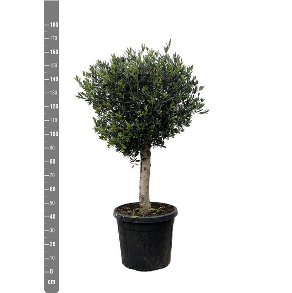 Olivenbaum Europaea Lorc - 180cm - Ø50