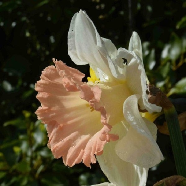Nahaufnahme einer Narzissenblüte