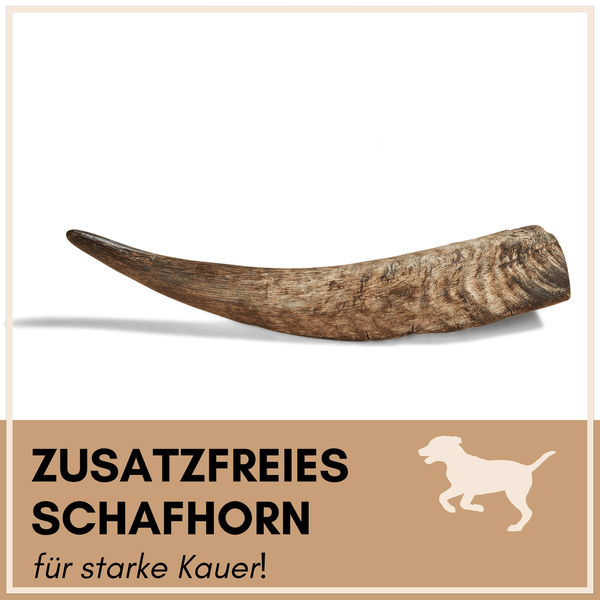 Naturbelassenes Schafhorn als Kausnack für Hunde auf weißem Hintergrund.
