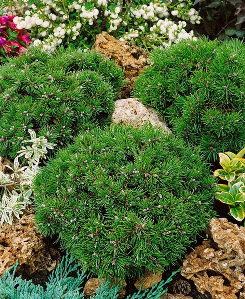 Pinus uncinata 'Grüne Welle', Berg-Kiefer, immergrün, 25–30 cm
