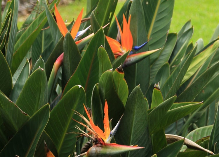 SAFLAX Garden to go - Paradiesvogelblume (reginae) - Strelitzia reginae - 5 Samen - Mit Topf, Klima - Deckel und Anzuchtsubstrat