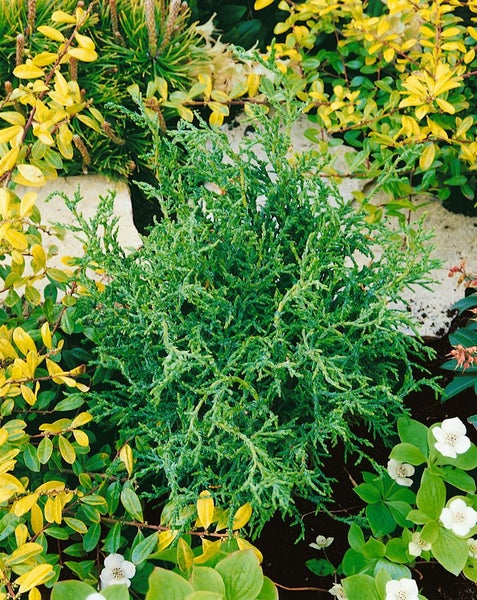 Chamaecyparis lawsoniana 'Lycopodioides', 25–30 cm, dekorativ