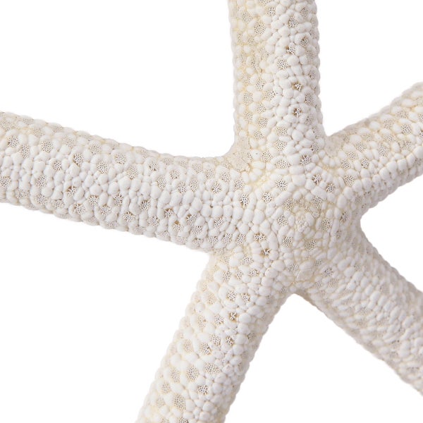 Nahaufnahme eines Seesterns