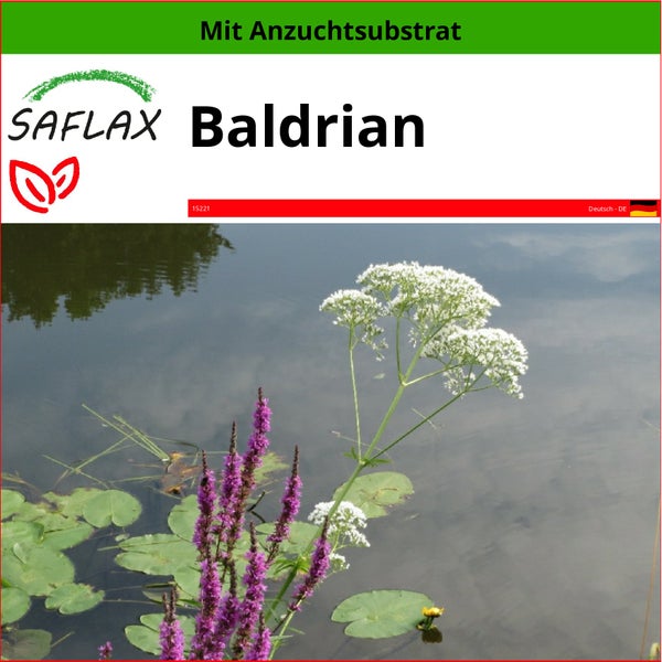 SAFLAX  - Baldrian - Valeriana officinalis - 200 Samen - Mit keimfreiem Anzuchtsubstrat