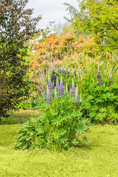 Lupinus polyphyllus 'Kastellan', Lupine, violett, ca. 11x11 cm Topf