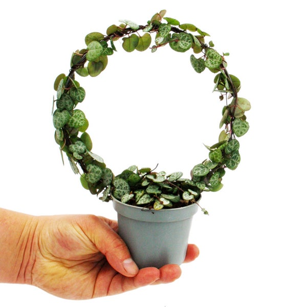 Leuchterblume am Rundbogen - Ceropegia woodii - String of Hearts - 9cm Topf