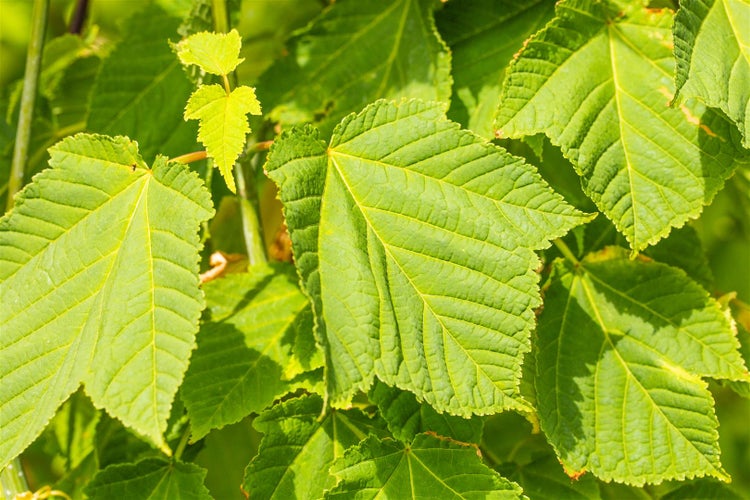 Nahaufnahme von grünen Ahornblättern