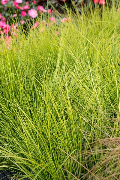 Carex brunnea 'Camara', Japan-Segge, grün, 2 Liter Container
