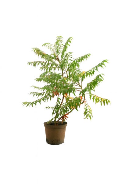 Essigbaum Rhus typhina Tiger Eyes im Pflanztopf.