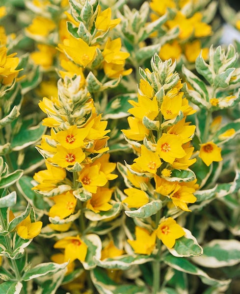 Lysimachia punctata 'Alexander', Goldfelberich, buntlaubig, ca. 9x9 cm Topf