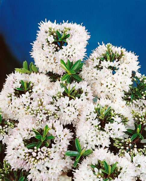 Nahaufnahme von blühendem Heidekraut mit weißen Blüten