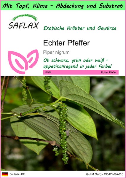 SAFLAX Garden to go - Echter Pfeffer - Piper nigrum - 20 Samen - Mit Topf, Klima - Deckel und Anzuchtsubstrat
