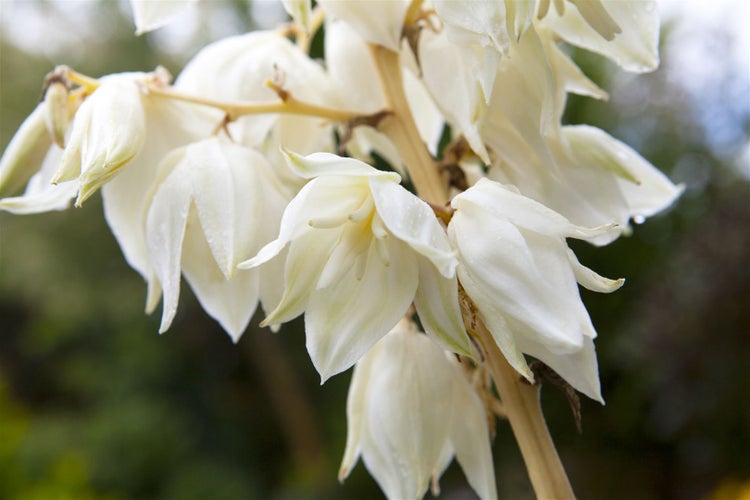 Yucca filamentosa 'Color Guard', Palmlilie, gelb-grün, 30–40 cm