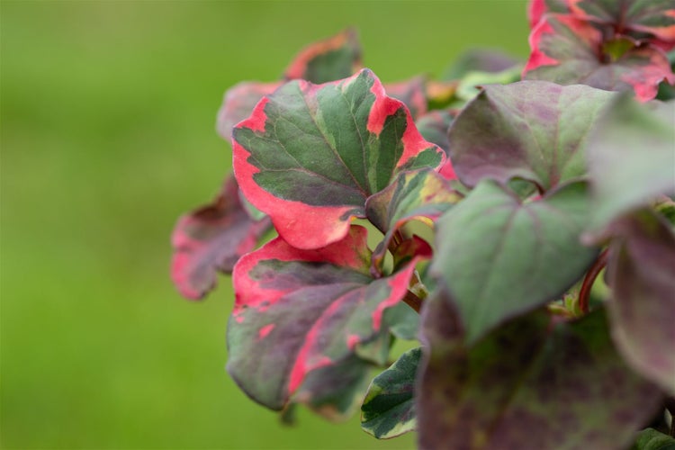 Houttuynia cordata 'Chameleon', buntes Laub, ca. 9x9 cm Topf