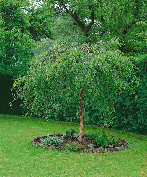 Betula pendula 'Youngii', Hängebirke, 100 cm Stammhöhe