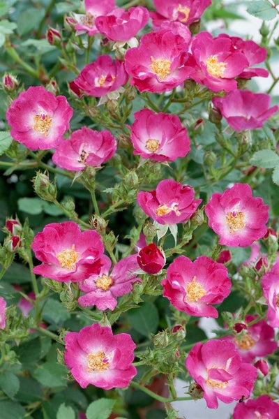 Rosa 'Lupo', Rose, leuchtend pink, 3-5 Liter Container