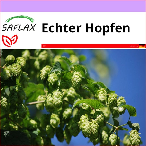 SAFLAX  - Echter Hopfen - Humulus lupulus - 50 Samen