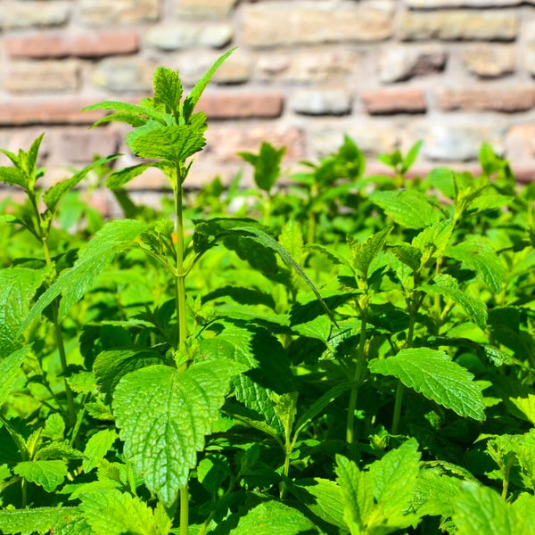 Ausstellfenster mit Rahmen