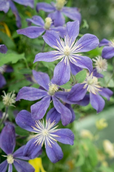Clematis integrifolia 'Arabella', Stauden-Waldrebe, blauviolett, 40–60 cm