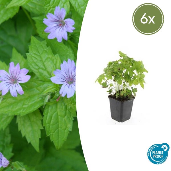 Bodendecker - Knotiger Storchschnabel - Geranium nodosum - 9cm Topf - Set mit 6 Pflanzen