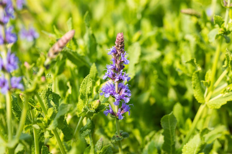 Salvia nemorosa 'Blauhügel', Steppensalbei, blau, ca. 9x9 cm Topf