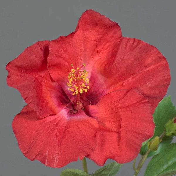 Rote Hibiskusblüte mit gelben Staubblättern und grünen Blättern.