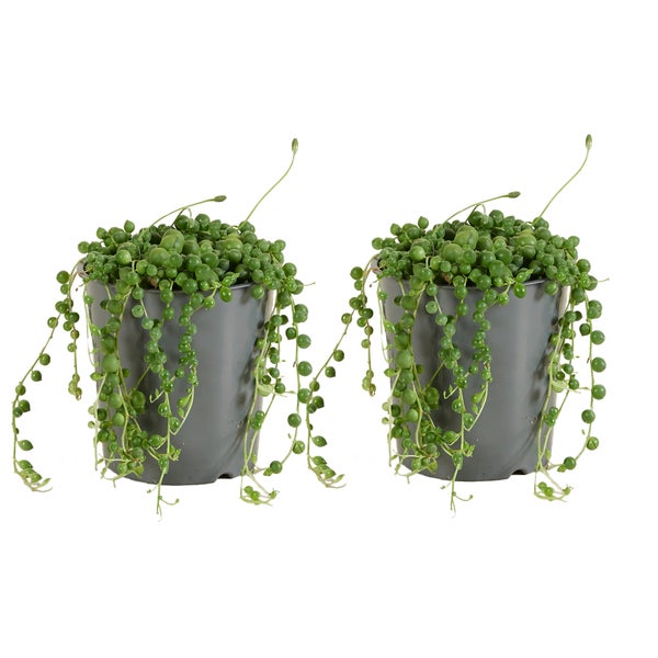Bloomique - 2er Set - Senecio Rowleyanus - Erbsenpflanze - Sukkulenten - Hängepflanze - Zimmerpflanzen - Sehr Pflegeleicht - 10-15 cm hoch - Topf 12 cm