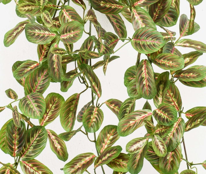 Zimmerpflanze Drachenbaum Dracaena marginata mit schlanken Staemmen und schmalen gruenen Blaettern.