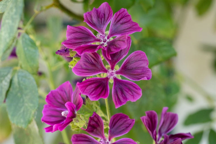 Malva sylvestris ssp. mauritiana, Malve, violett, ca. 11x11 cm Topf