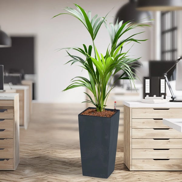 Areca Palme in einem hohen, rechteckigen Pflanzgefäß in einem Büro