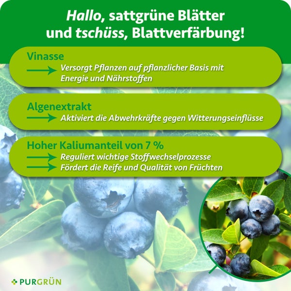 Infografik zum Purgrün Heidelbeerdünger mit Hinweisen zu Vinasse, Algenextrakt und Kaliumanteil für gesunde Heidelbeeren.