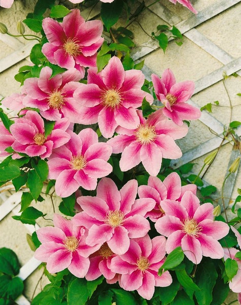 Clematis 'Bees Jubilee', rosa-weiß, 60–100 cm