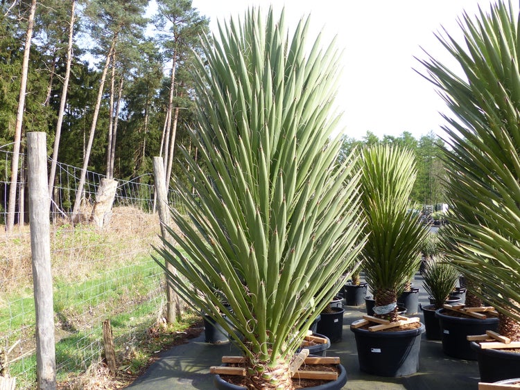 XXXL Yucca Palme Filifera, 230 - 250 cm, Stamm 40 - 50 cm, winterhart -13 Grad