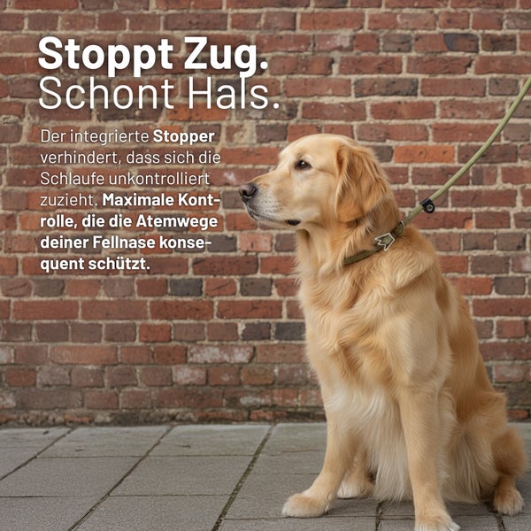 Golden Retriever mit Hundeleine und integriertem Stopper zum Schutz von Hals und Atemwegen vor einer Backsteinwand.