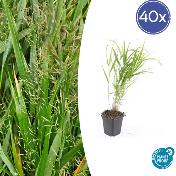 Ziergras - Japanisches Waldgras - Hakonechloa macra - 9cm Topf - Set mit 40 Pflanzen