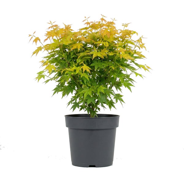 Japanischer Ahorn Acer palmatum im grauen Pflanztopf mit grünen und gelben Blättern.