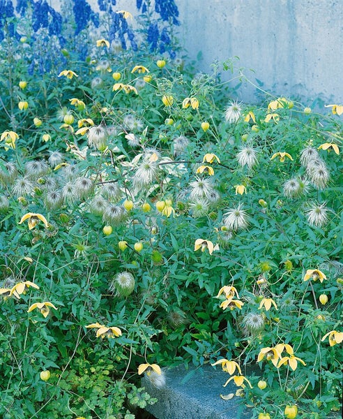 Clematis tangutica, gelbe Blüten, 100–150 cm