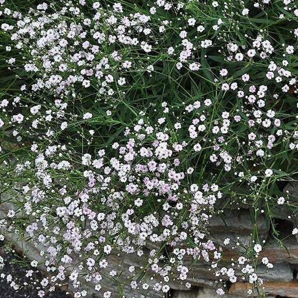 Schleierkraut mit kleinen weißen Blüten