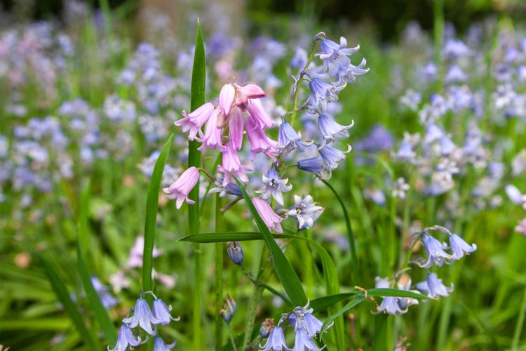 Hyacinthoides hispanica, Spanisches Hasenglöckchen, blau, ca. 9x9 cm Topf