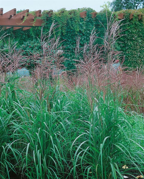 Miscanthus sinensis var. purpurascens, Chinaschilf, purpurrot, ca. 11x11 cm Topf