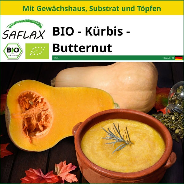 SAFLAX Anzucht Set - BIO - Kürbis - Butternut - Cucurbita moschata - 6 Samen - Mit Mini-Gewächshaus, Anzuchtsubstrat und 2 Töpfen