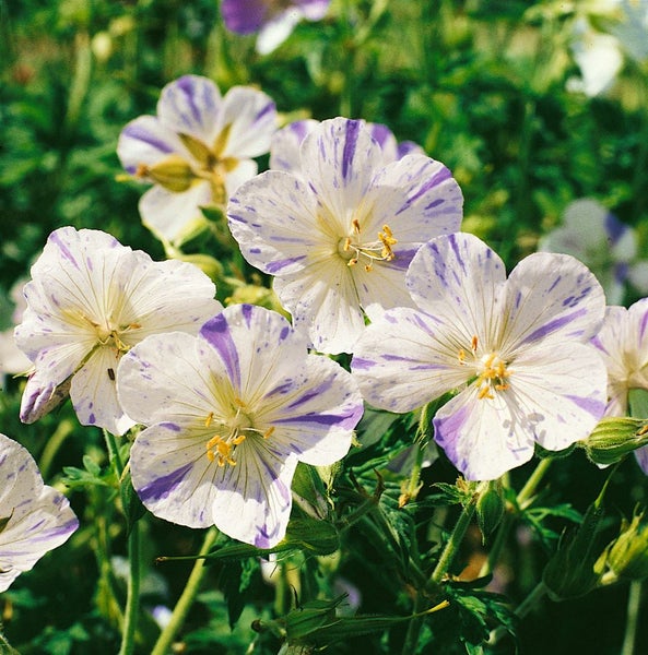 Geranium pratense 'Splish Splash', Storchschnabel, blau-weiß, ca. 9x9 cm Topf