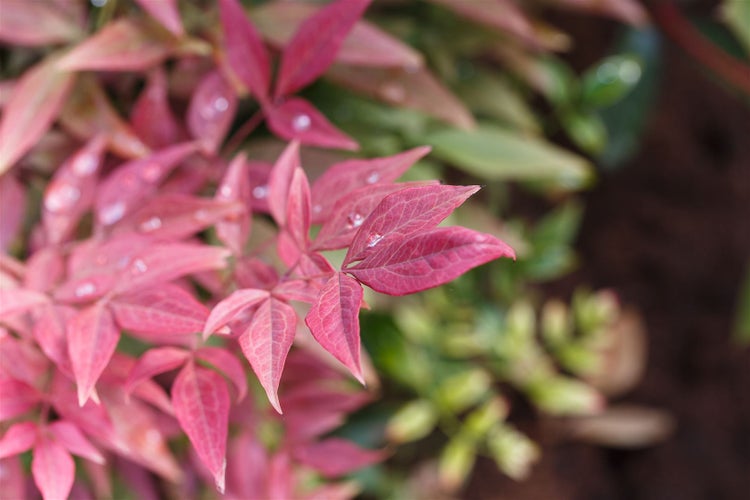 Nandina domestica 'Obsessed', Himmelsbambus, rotlaubig, 30–40 cm